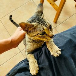 High angle view of person hand with cat