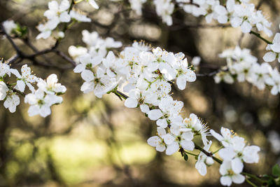 Close-up of white cherry blossom tree