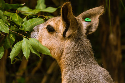 Close-up of a rabbit