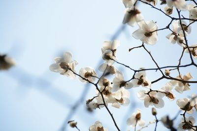 Low angle view of cherry blossoms