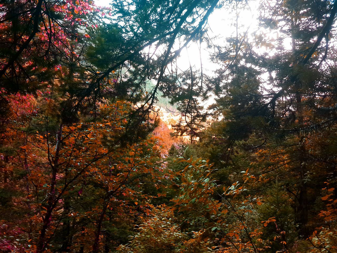 tree, branch, low angle view, forest, growth, tranquility, autumn, nature, beauty in nature, change, tranquil scene, scenics, woodland, tree trunk, non-urban scene, sky, outdoors, no people, season, sunlight