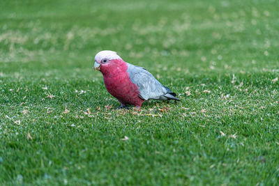 Bird galah perching on a field