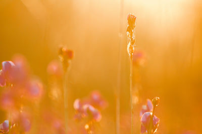 Close-up of water drops on flowering plant