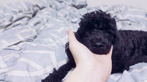 Close-up of hand holding puppy on bed