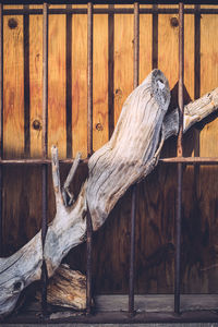 Wood stuck in security bars at zoo