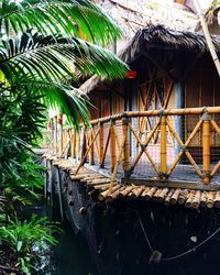 Close-up of palm trees by building