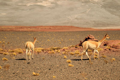 Wild vicuna at the foothills of the chilean andes, san pedro de atacama,  chile