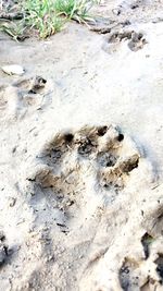 Close-up of lizard on sand at beach