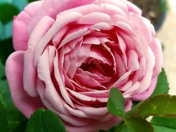 Close-up of pink rose