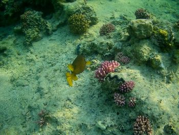High angle view of fish swimming in sea