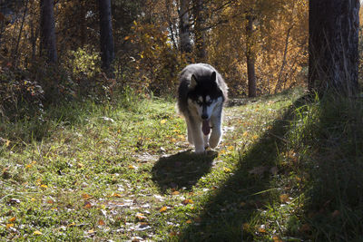 Dog on grass in forest