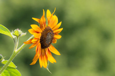 Close-up of insect on yellow flower