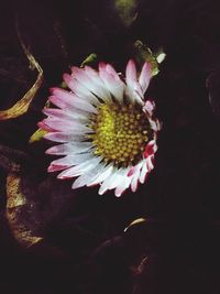 Close-up of flowers blooming outdoors