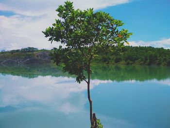 Tree by lake against sky