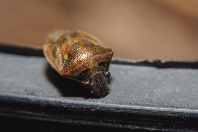 Close-up of snail