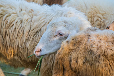 Close-up of sheep