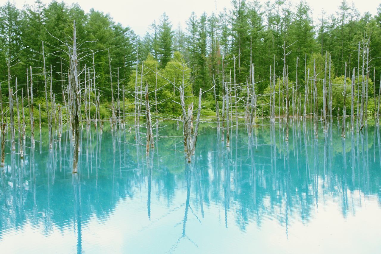 REFLECTION OF TREES IN LAKE