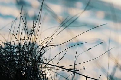 Close-up of plants against sky