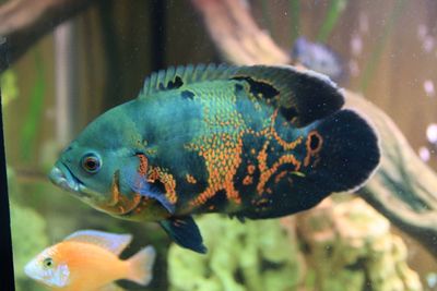 Close-up of fish swimming in aquarium