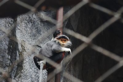 Close-up of monkey