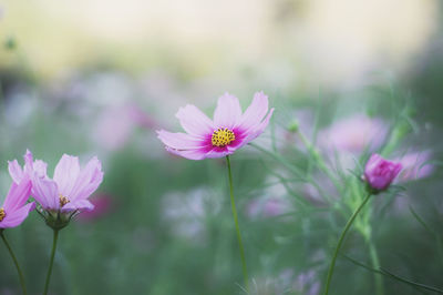 Close-up of pink cosmos flowers