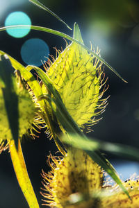 Close-up of cactus plant