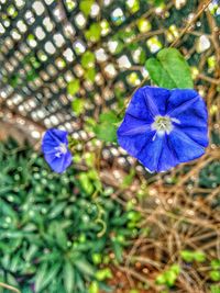 Close-up of purple flower blooming outdoors