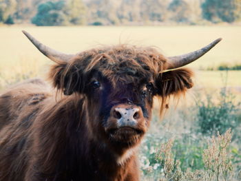 Close-up portrait of bull on grassy field