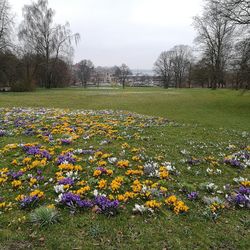 Scenic view of grassy field against sky