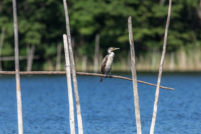 Bird perching on water