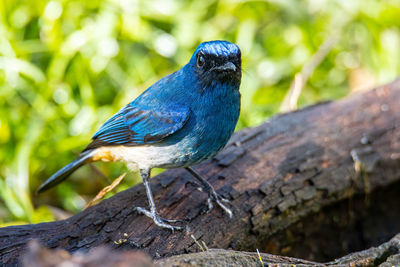 Close-up of bird perching on wood