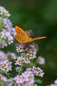 Close-up of butterfly pollinating on purple flower