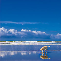 Dog by ball on beach