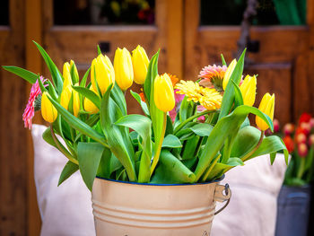 Close-up of potted plant