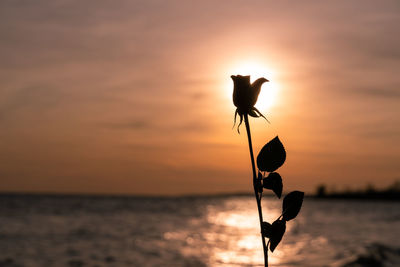 Silhouette person on beach against sky during sunset