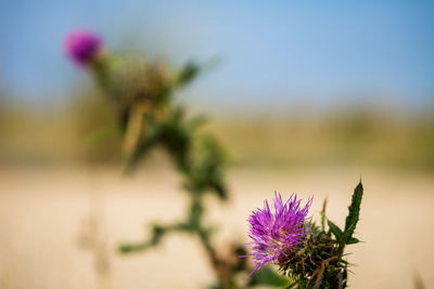 Close-up of purple flowering plant against sky