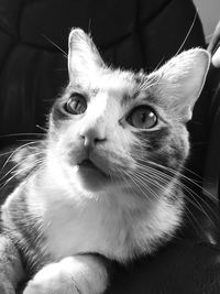 Close-up portrait of cat