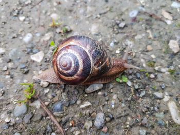 Close-up of snail on rock