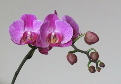 Close-up of pink orchids against white background