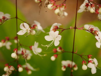 Close-up of white flowering plant