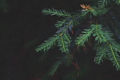 Close-up of pine tree