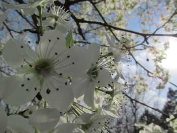 Close-up of flower tree