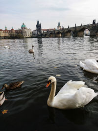 Swans swimming in lake