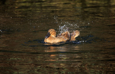 Duck swimming on lake