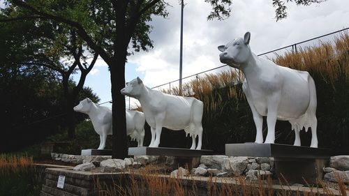 Cows standing on field against sky