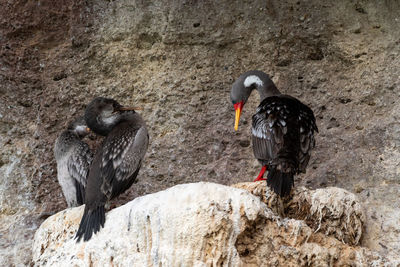 Birds perching on rock