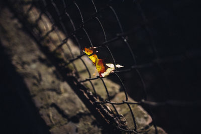 Close-up of spider on web