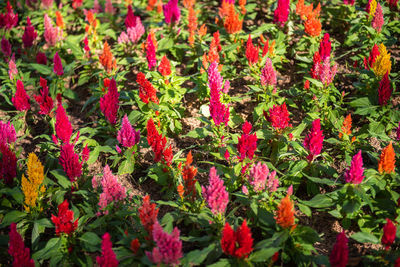 Full frame shot of red flowering plants