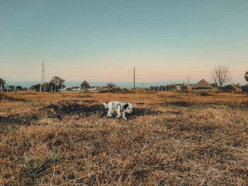 View of a field against the sky