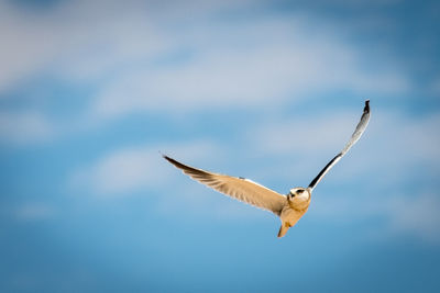 Close-up of seagull flying against sky